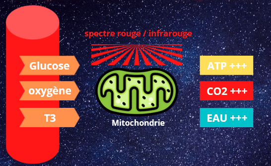 La lumière rouge pour booster vos mitochondries