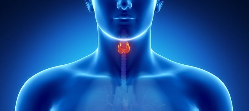 TEST: Êtes-vous concerné par l&rsquo;hypothyroïdie ?